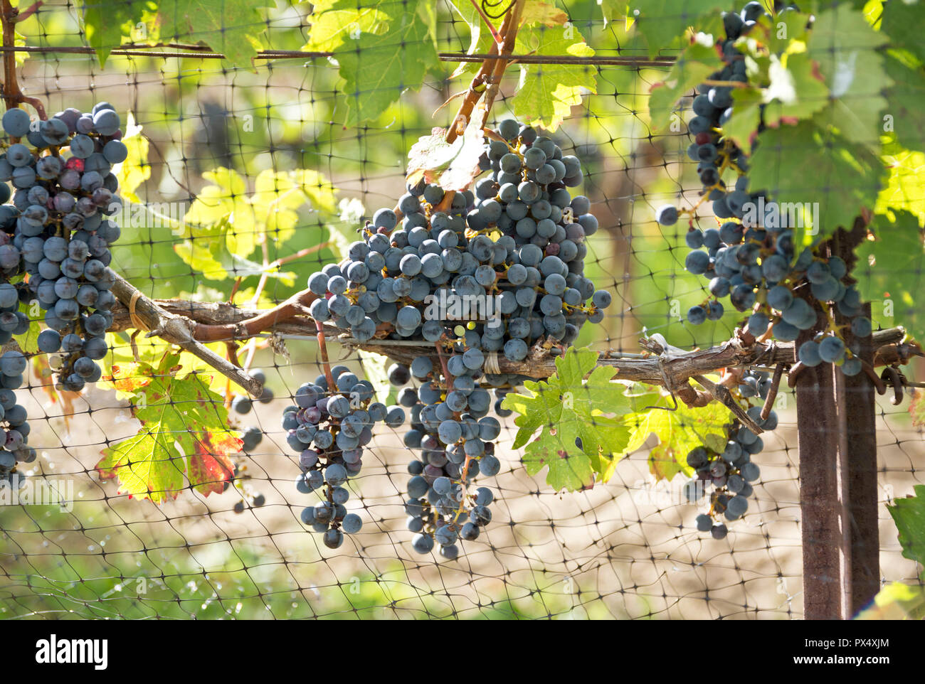 Purple grapes growing on grapevines in a vineyard in the Niagara
