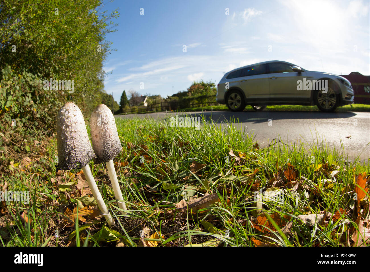 Lawyer’s wig, or shaggy inkcap, fungi Coprinus comatus, growing on a grass verge at the side of a road in Hampshire England UK GB. Stock Photo