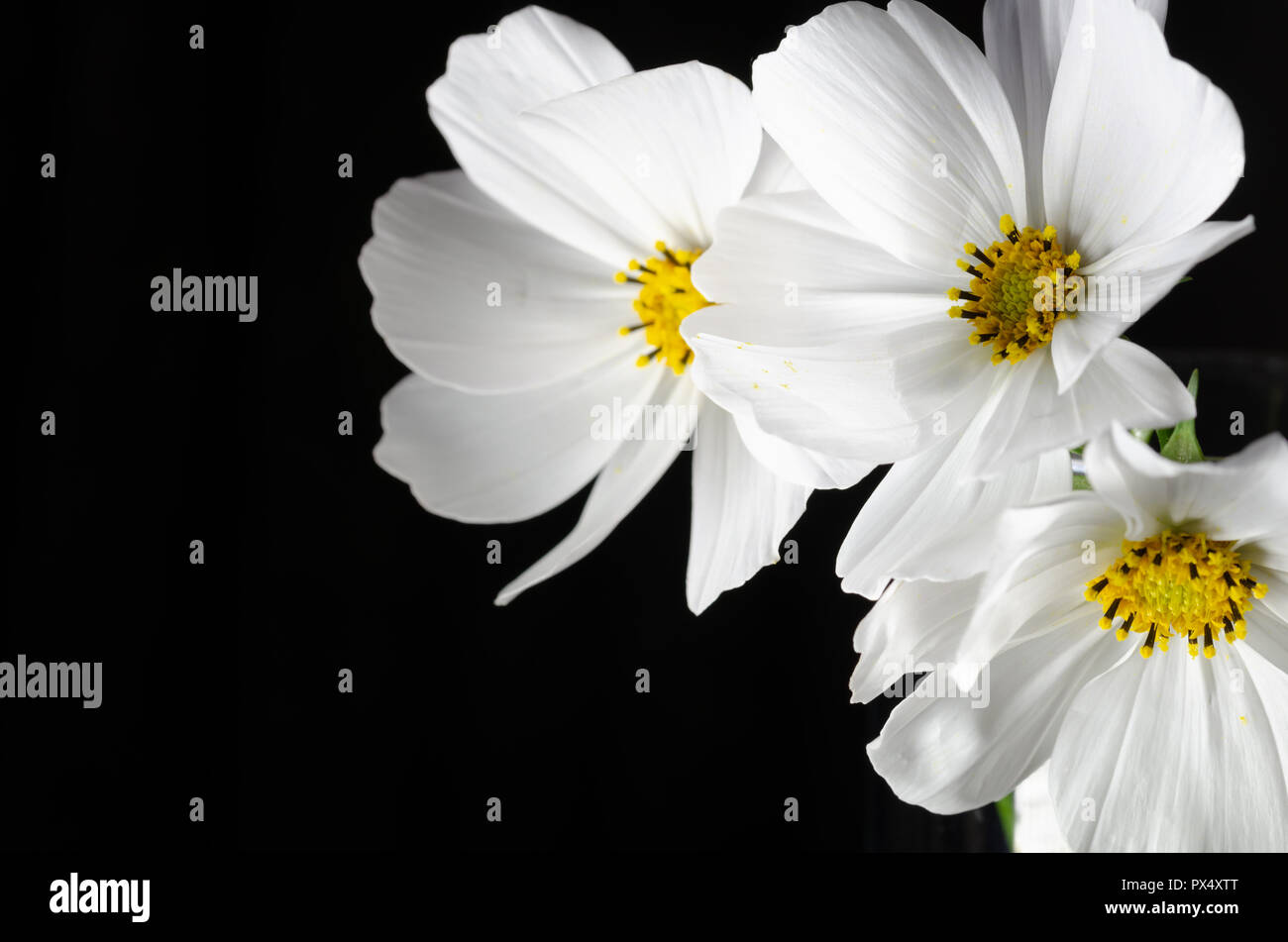 Close up white cosmos Flower with black background Stock Photo - Alamy