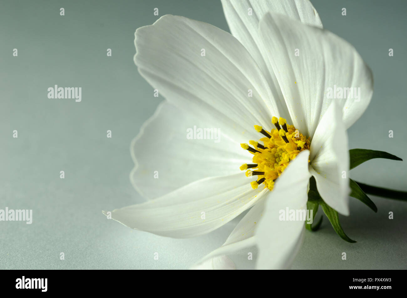 Close up white cosmos flower on the aqua background Stock Photo - Alamy