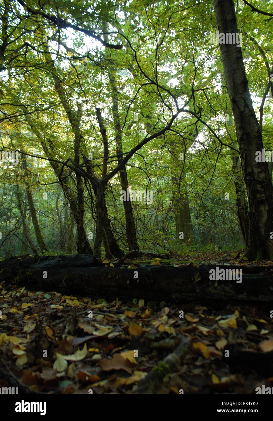 Leafy woodland floor hi-res stock photography and images - Alamy