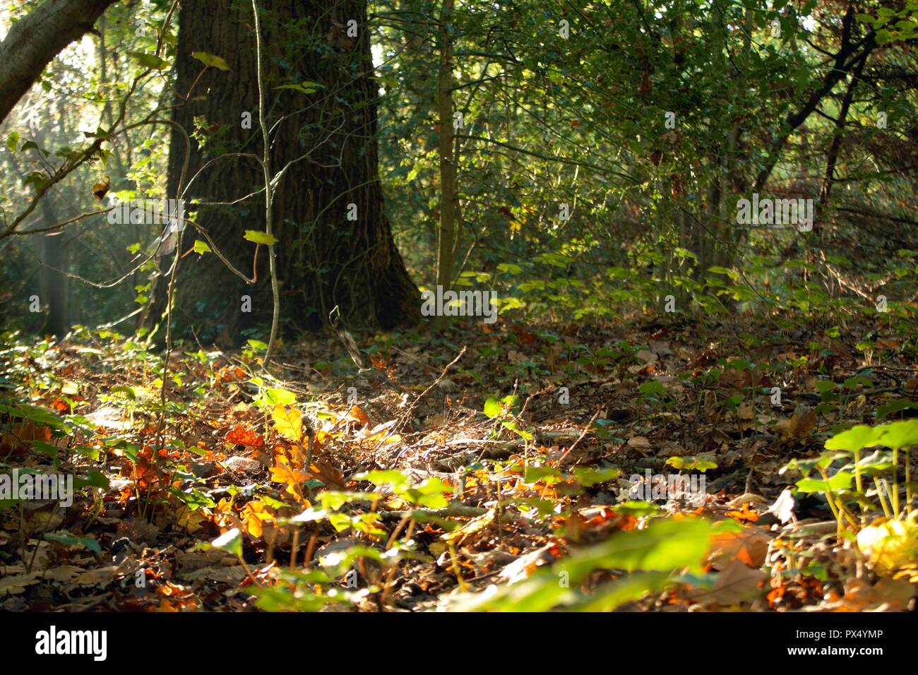 Leafy woodland view hi-res stock photography and images - Alamy