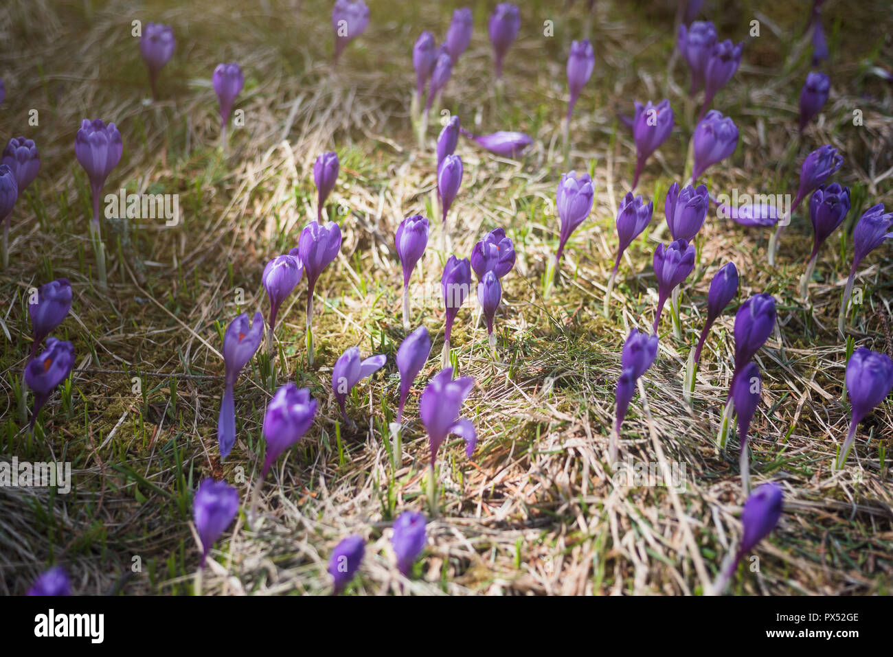 Lawn of purple crocuses under sunlight in spring Stock Photo