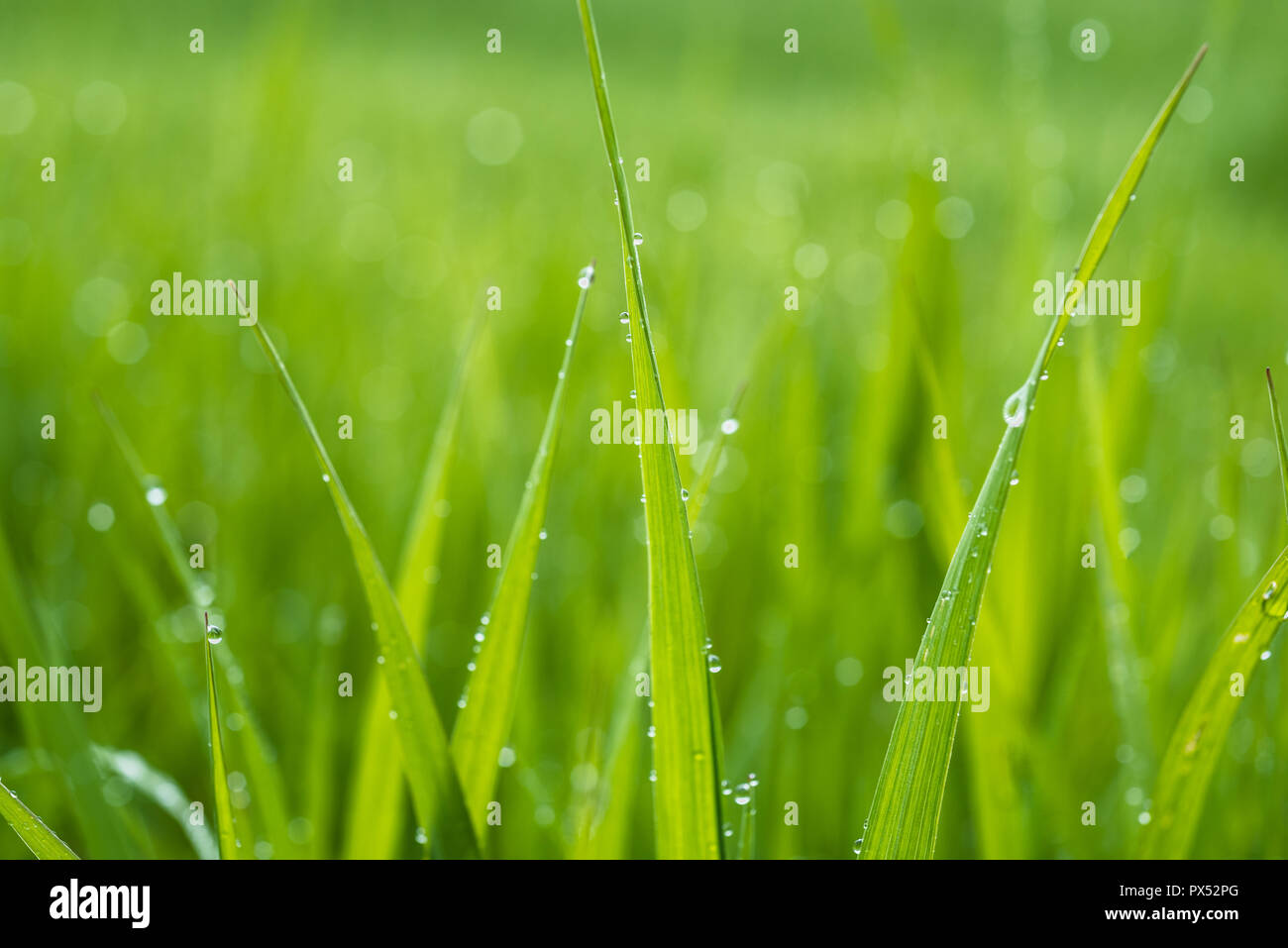 Nice green grass hi-res stock photography and images - Alamy
