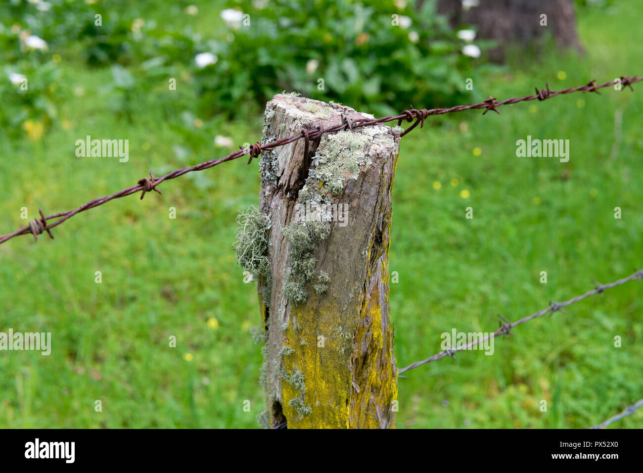 Old Barbed Wire Fence Stock Photo - Alamy