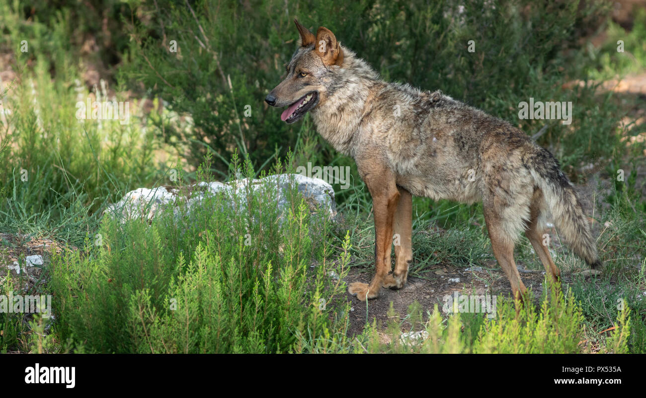 Iberian wolf in the bush looking to the left of the frame Stock Photo ...