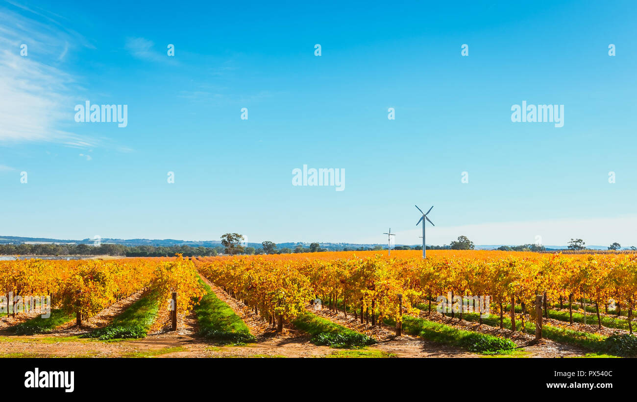 Riverland vineyard in autumn with windmils on background in rural South Australia Stock Photo