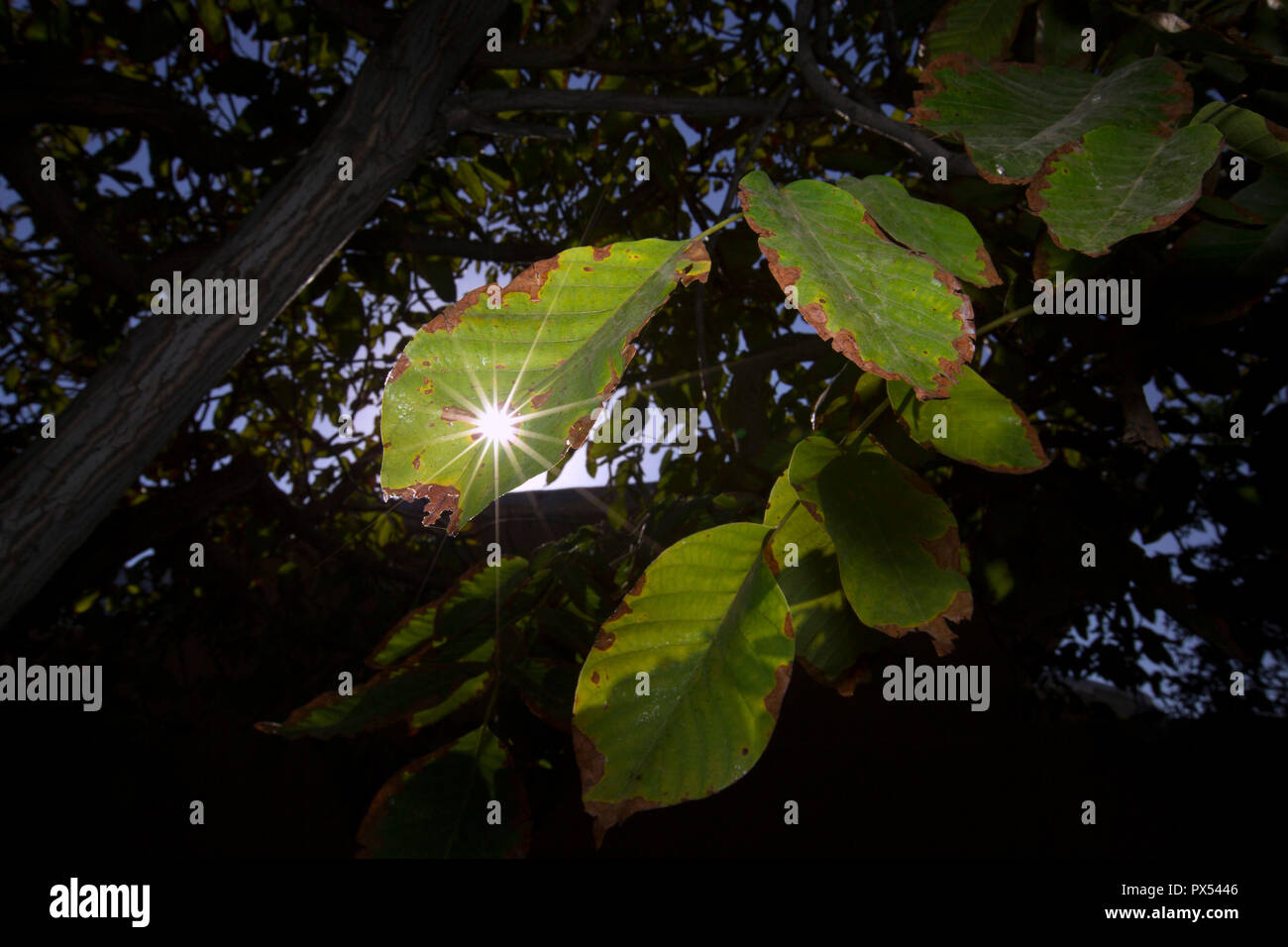 Sun shine light hi-res stock photography and images - Alamy