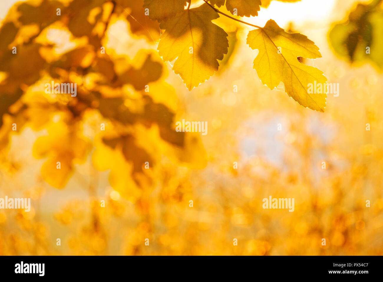 autumn background of colored leaves , seasonal changes Stock Photo