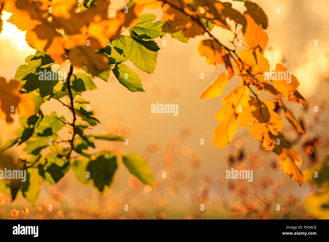 arch of autumn leaves in the pleasant rays of the sun , seasonal changes Stock Photo