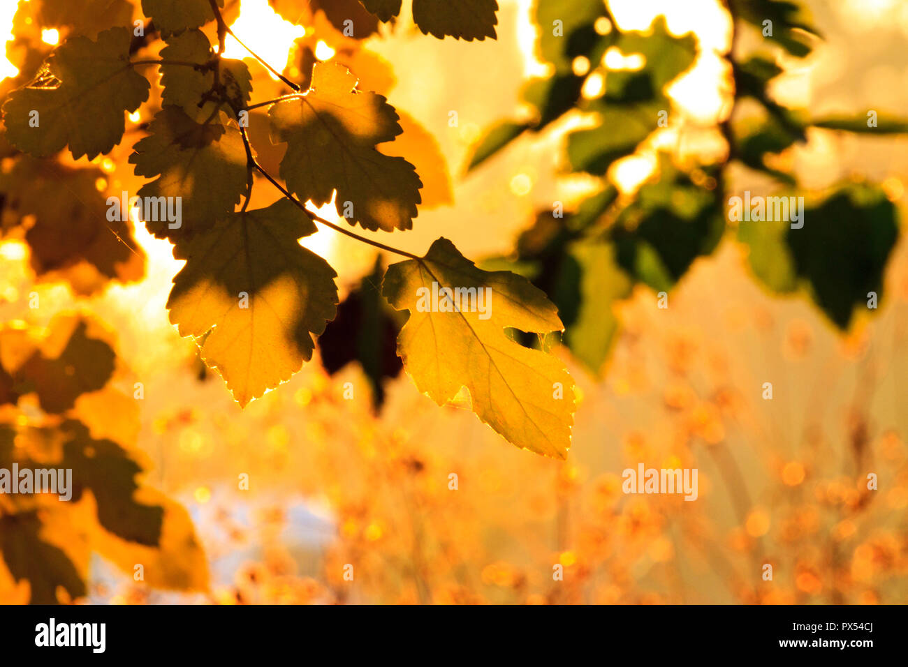 Autumn evening in the woods , seasonal changes Stock Photo
