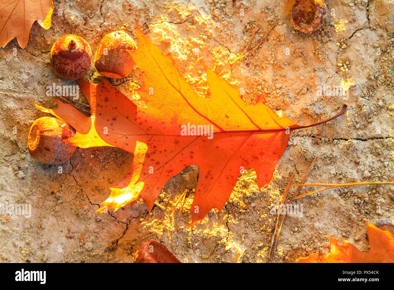 autumn leaves and acorns in the sunset rays , seasonal changes Stock Photo
