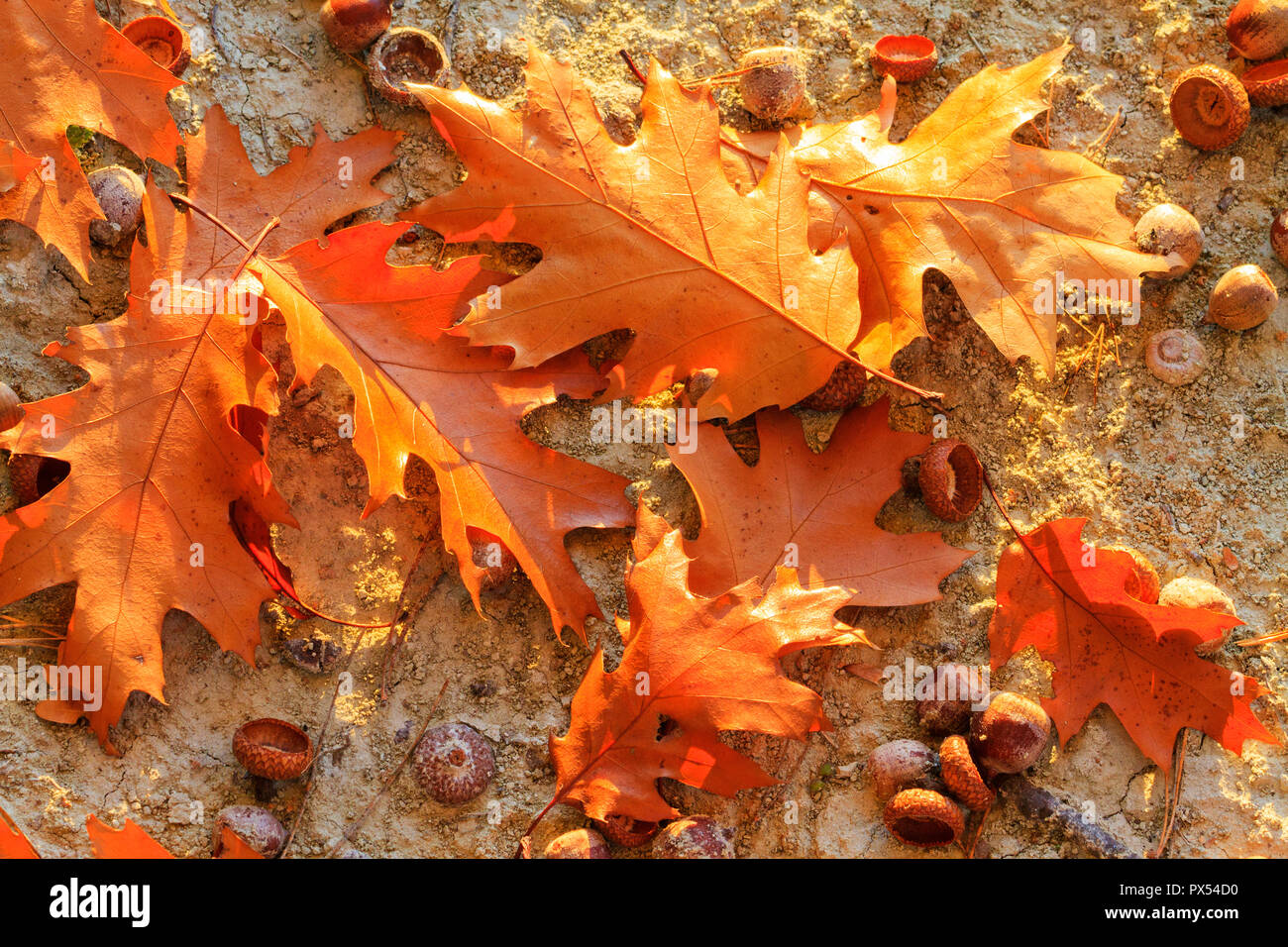 Autumn texture of leaves and acorns , seasonal changes Stock Photo