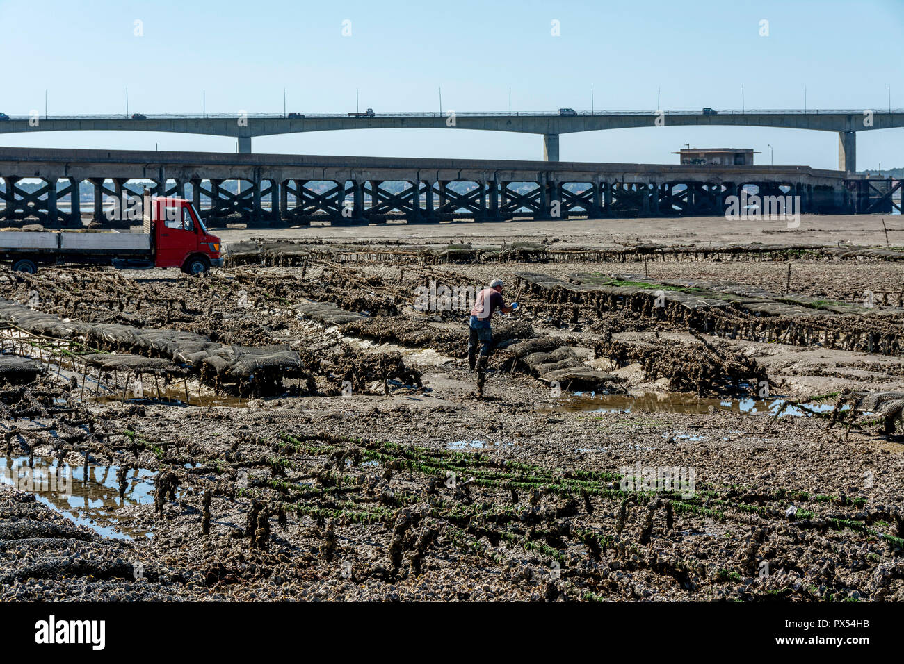 Oyster beds and Oleron bridge, Charente Maritime, Nouvelle-Aquitaine, france Stock Photo