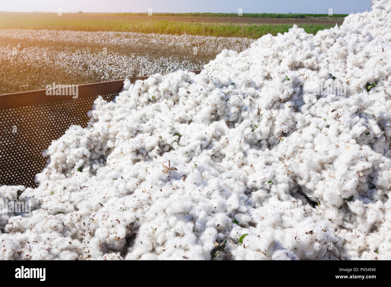 Cotton harvest from field Stock Photo