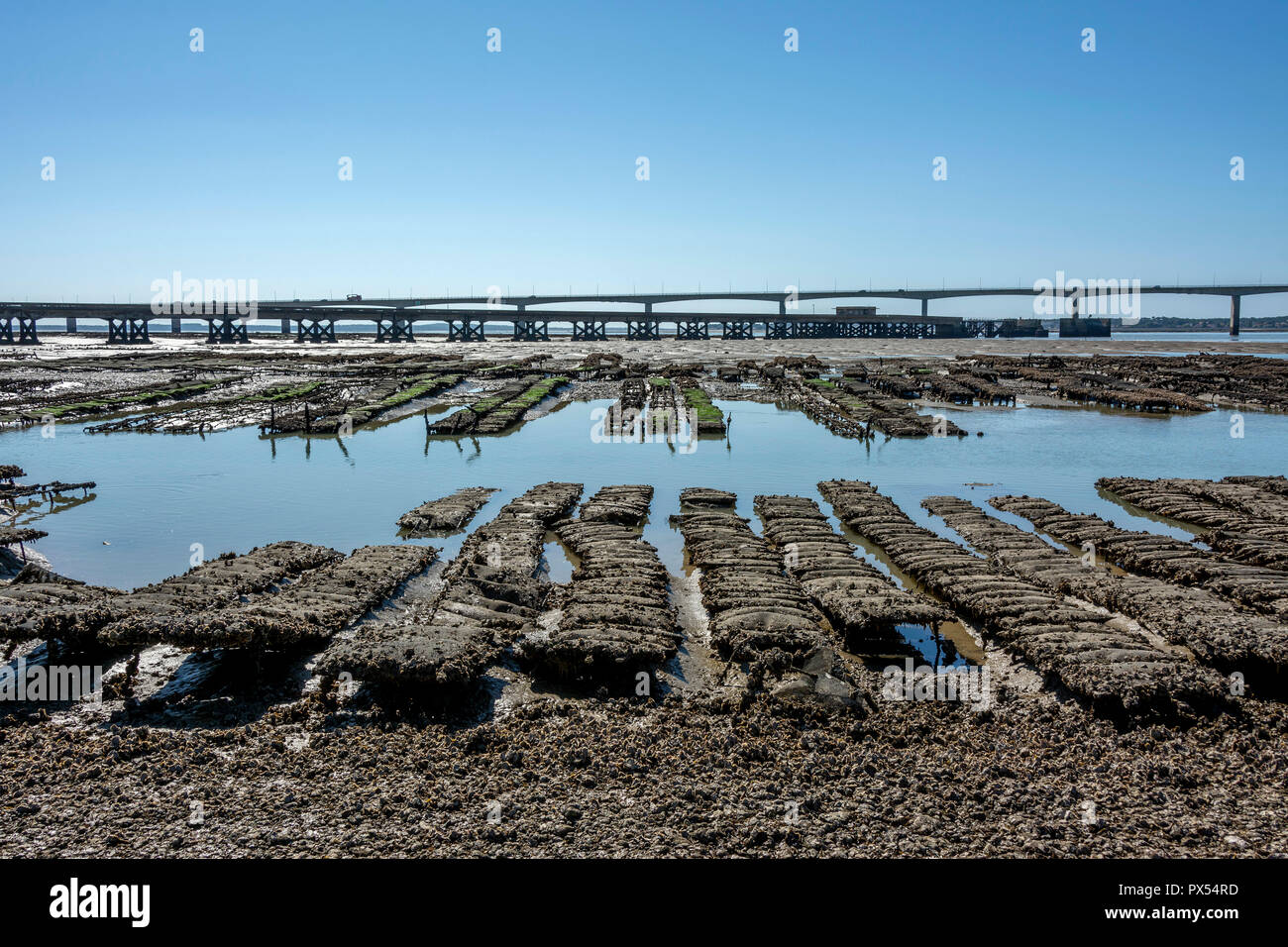 Oyster beds and Oleron bridge, Charente Maritime, Nouvelle-Aquitaine, france Stock Photo