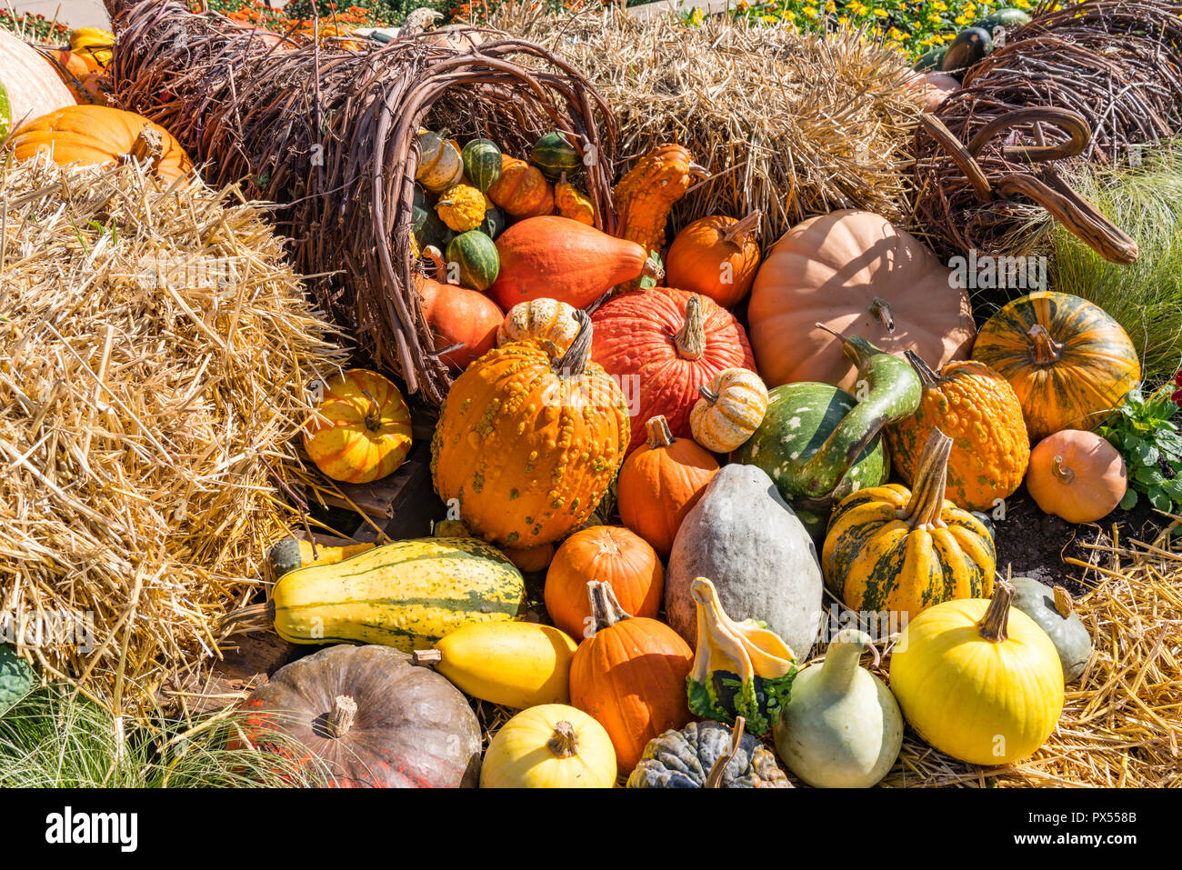 Autumn arrangement of colorful gourds and pumpkins Stock Photo