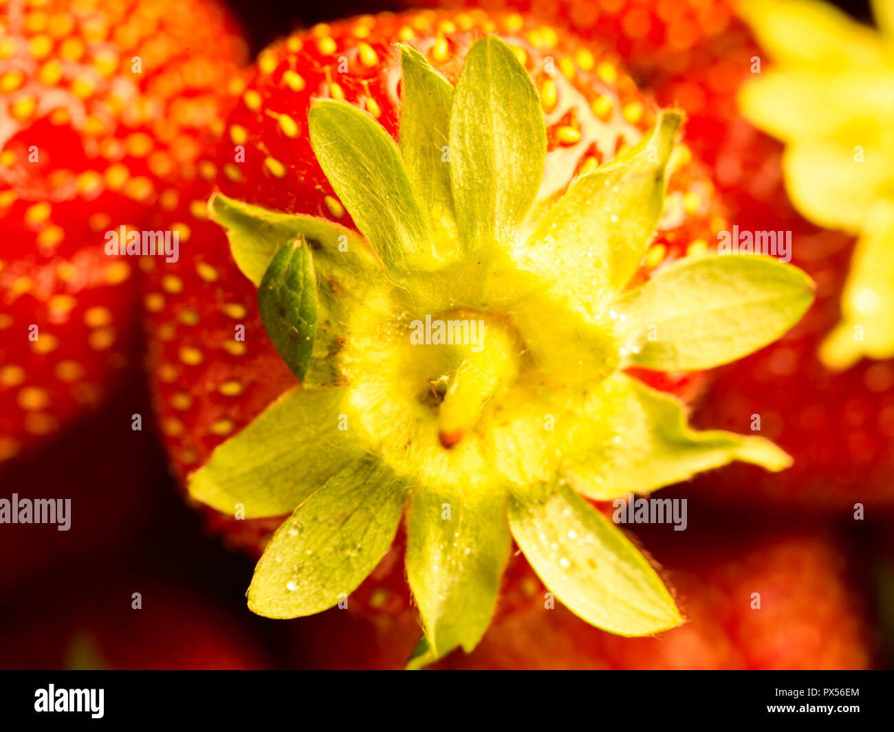 Strawberry food photograph Stock Photo - Alamy
