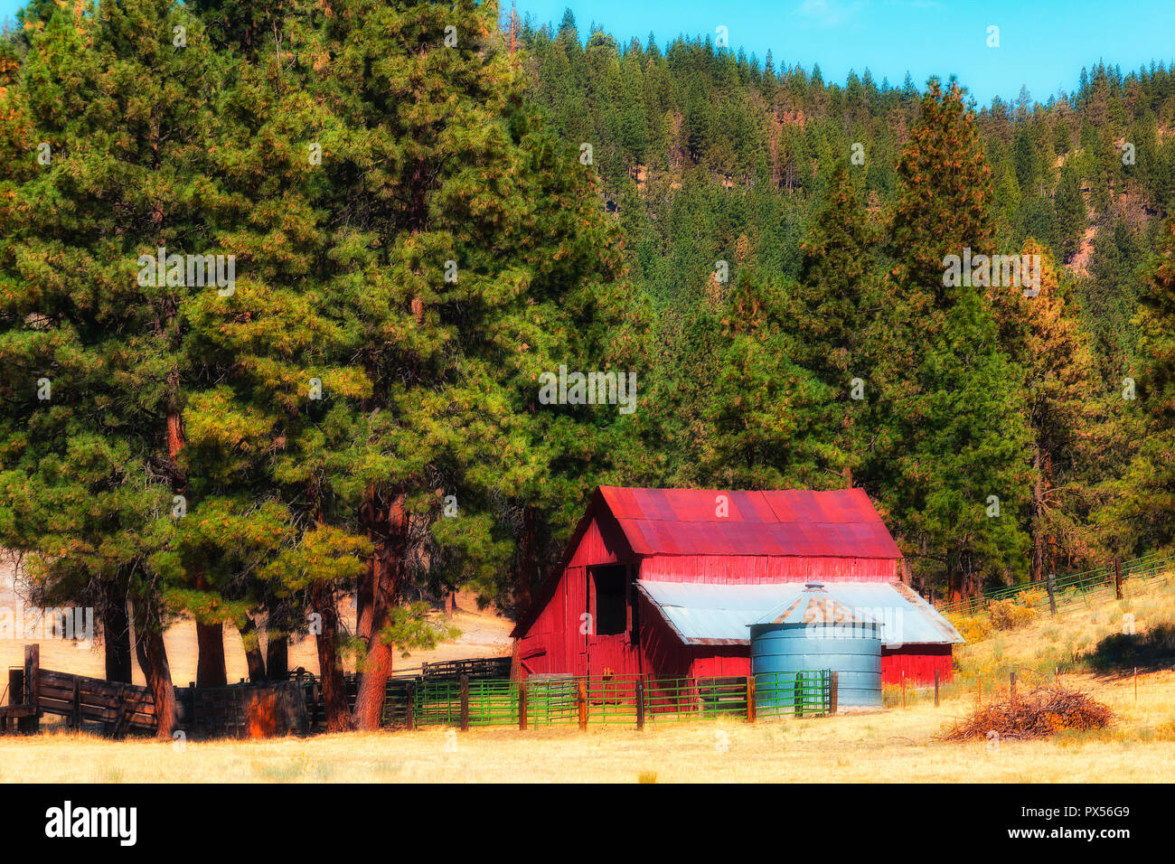 Pine Trees cover the hillside where a red barn, silo and corral nestle under a stand of trees at the edge of a field near Bly, Oregon Stock Photo