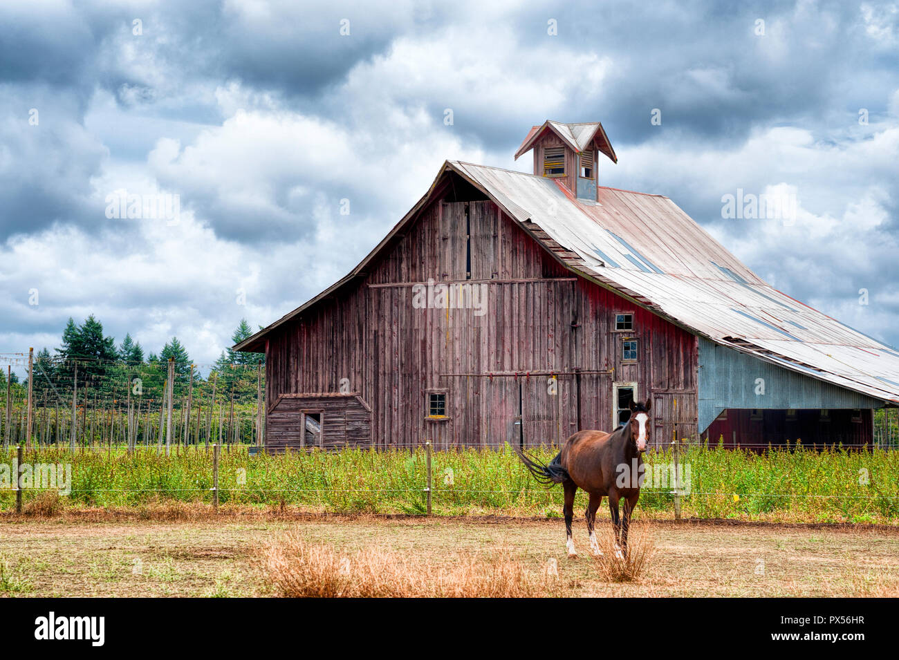 Horse stands in front of a barn under threatening rain heavy clouds. Stock Photo