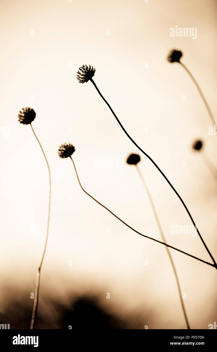 Backlit seedheads of Cephalaria gigantea in monochrome, with a contemporary take on sepia tint. Stock Photo