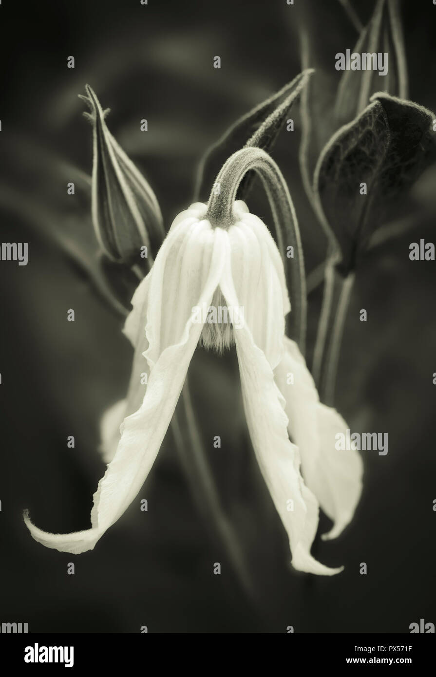 Flower-head and bud of Clematis ‘Hakuree’ (integrifolia type), in tinted monochrome Stock Photo