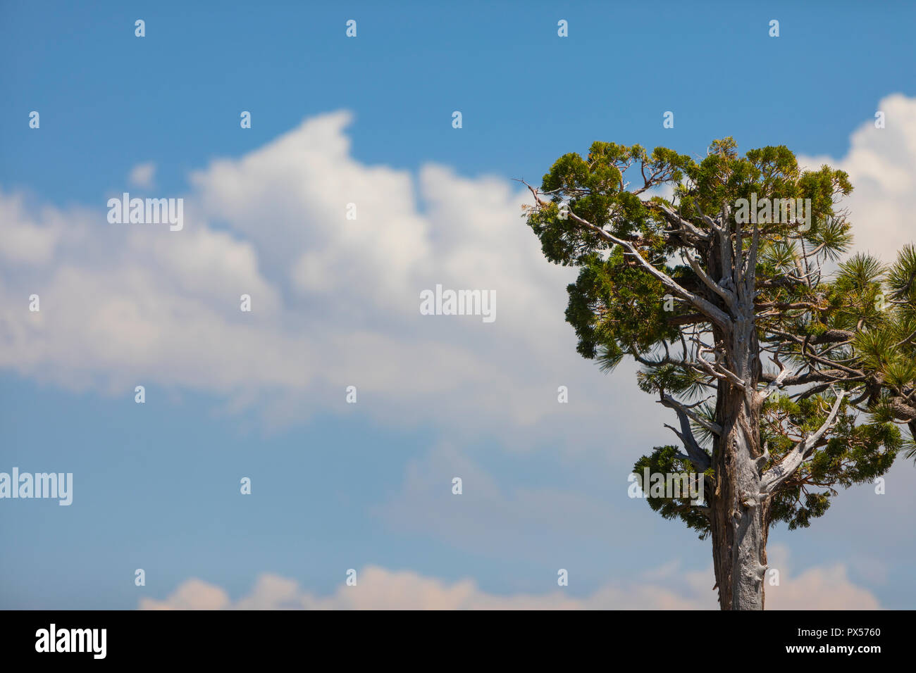 An isolated tree on a blue sky with white clouds Stock Photo - Alamy