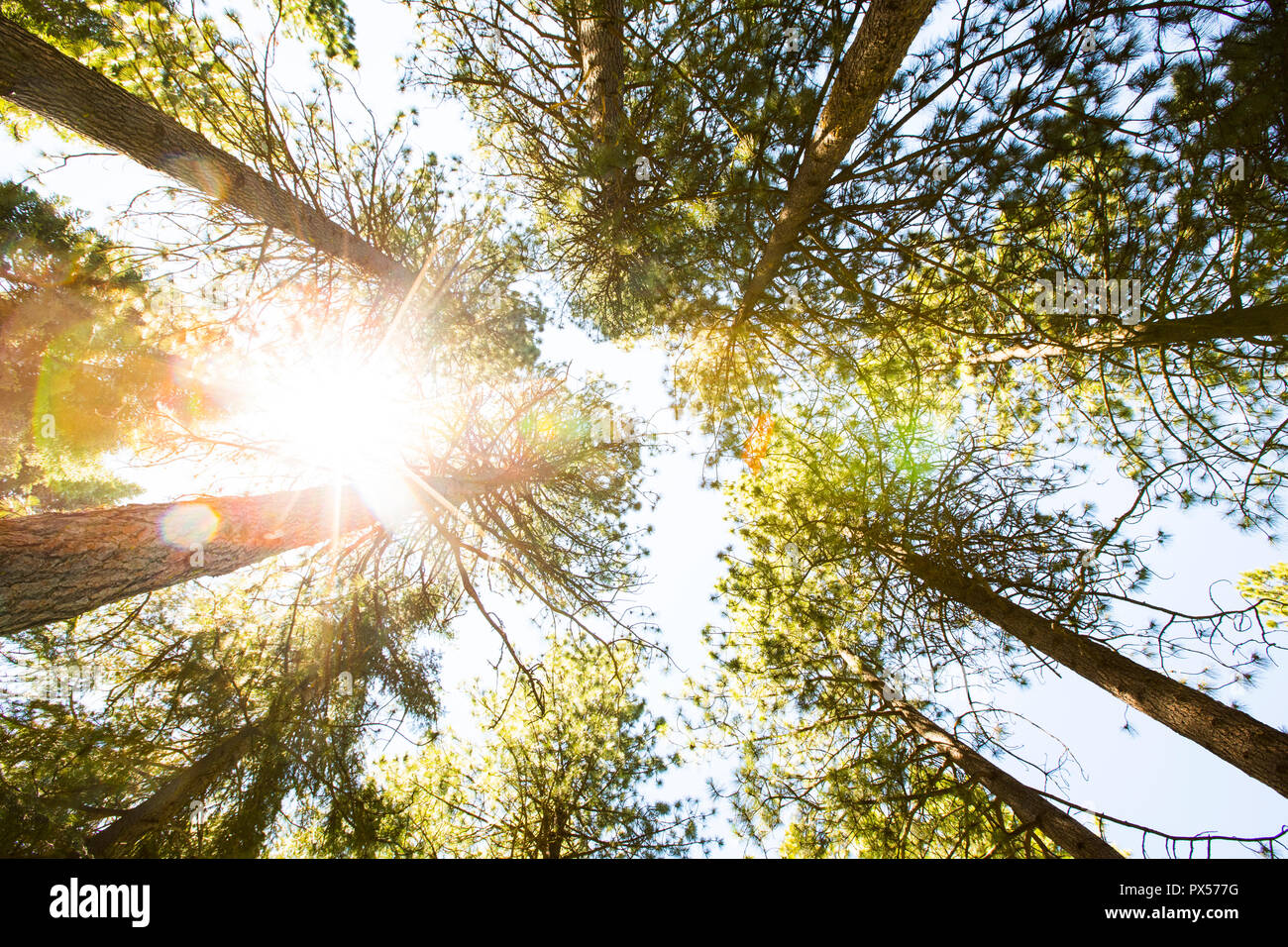 Looking up at tall trees hi-res stock photography and images - Alamy