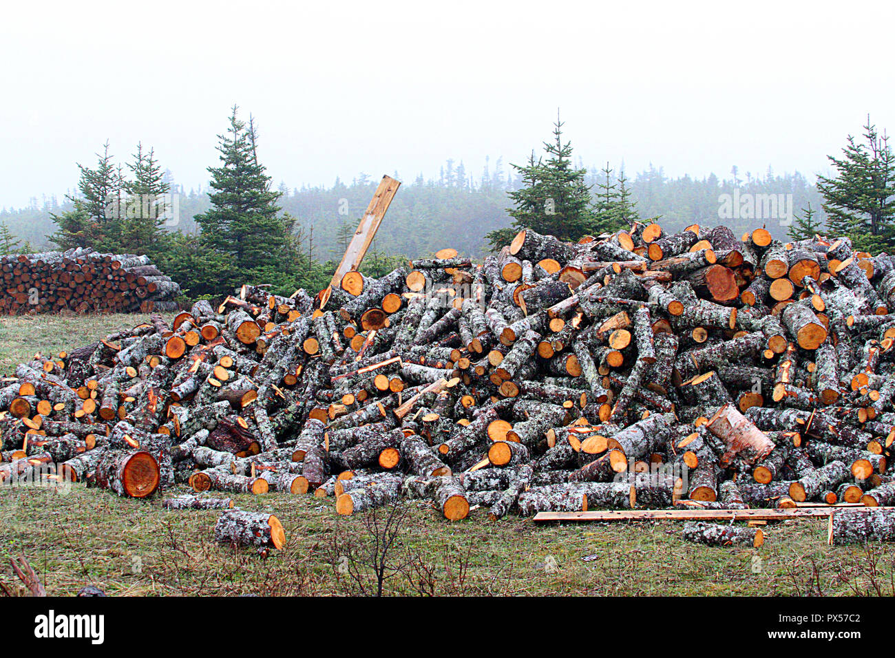 Newfoundland, Canada, roadside firewood pile.  Many people harvest wood to heat their homes and along the roadside are piles of chopped wood. Stock Photo