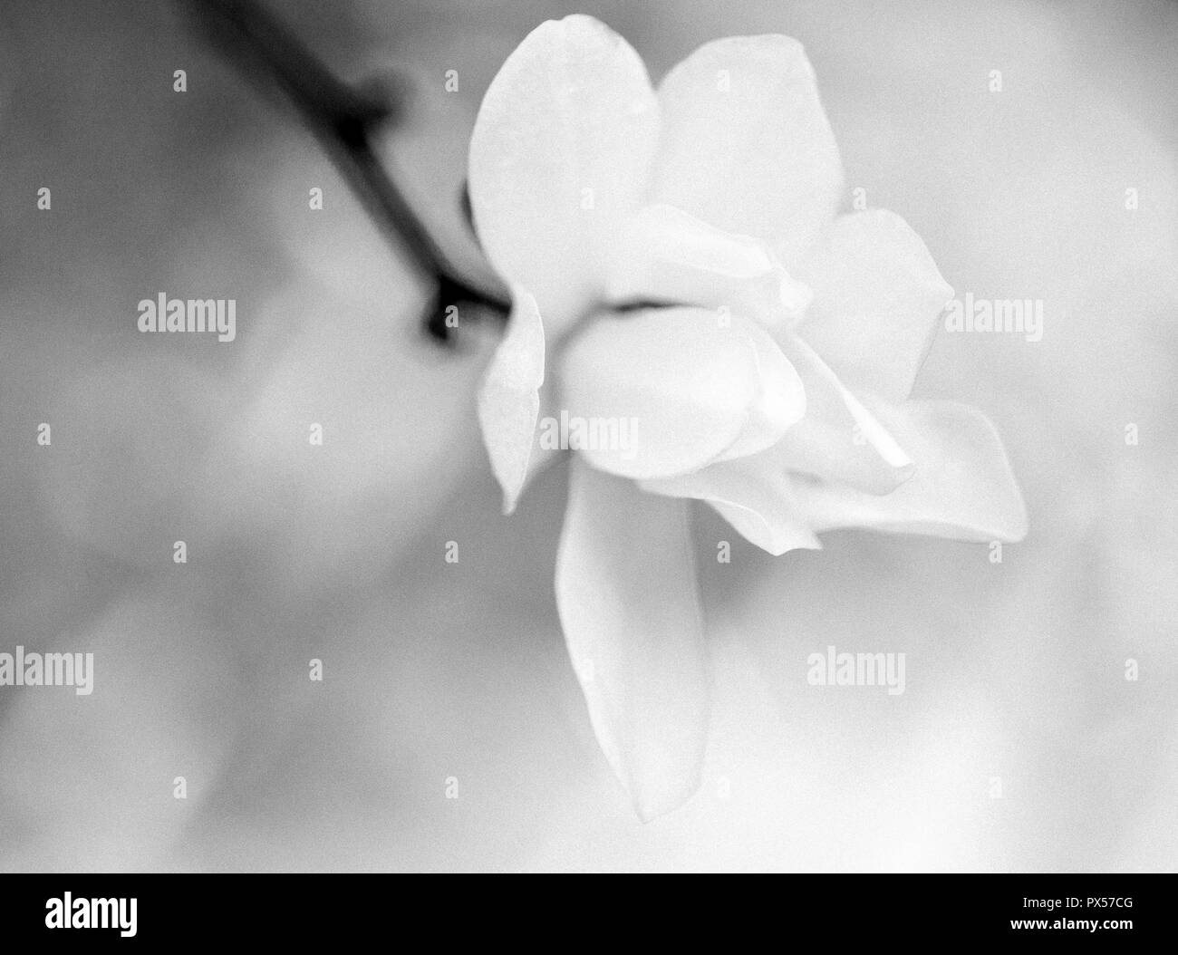Magnolia x loebneri 'Ballerina' in monochrome, with grain effect. Stock Photo