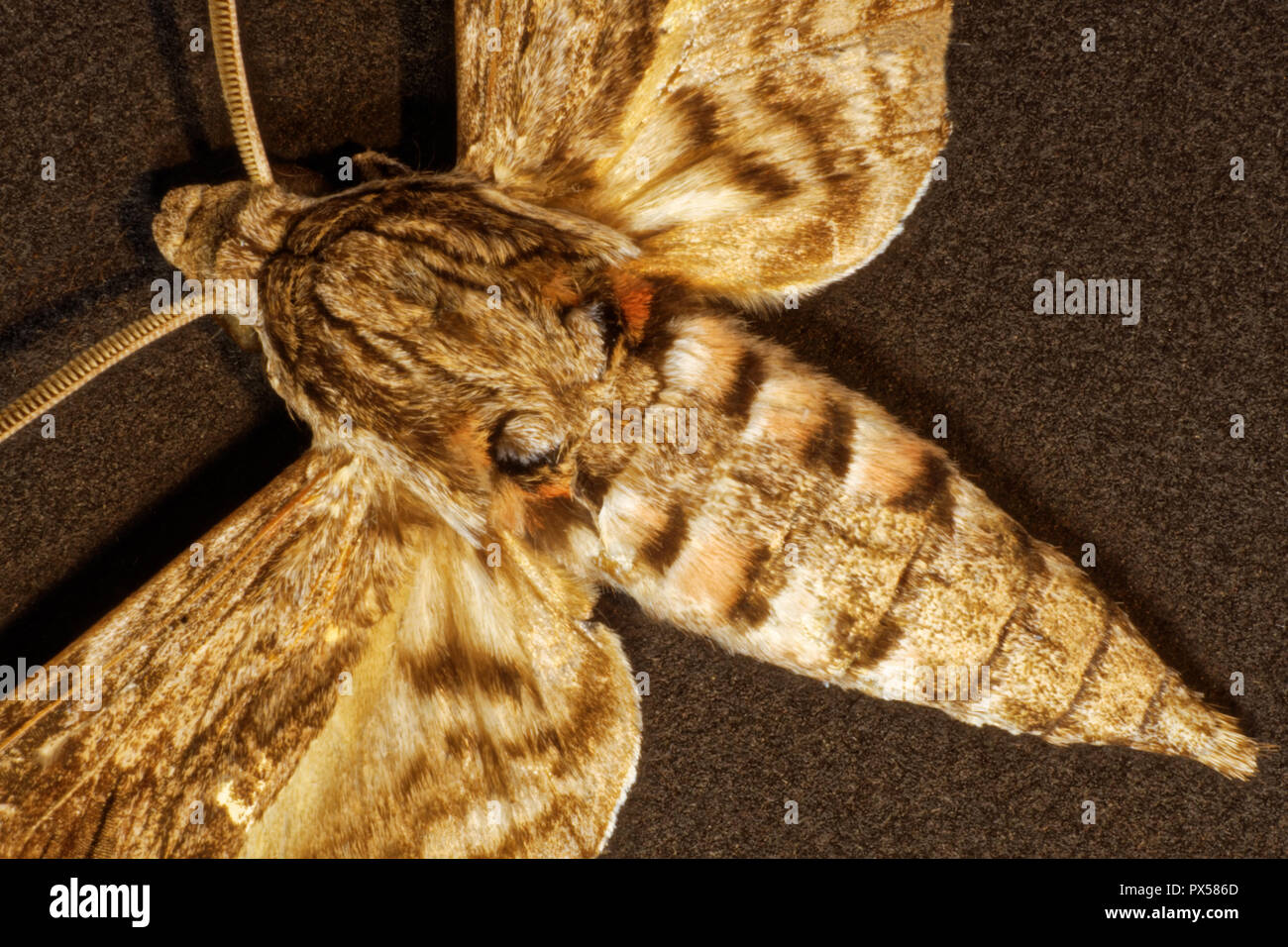 manduca butterfly