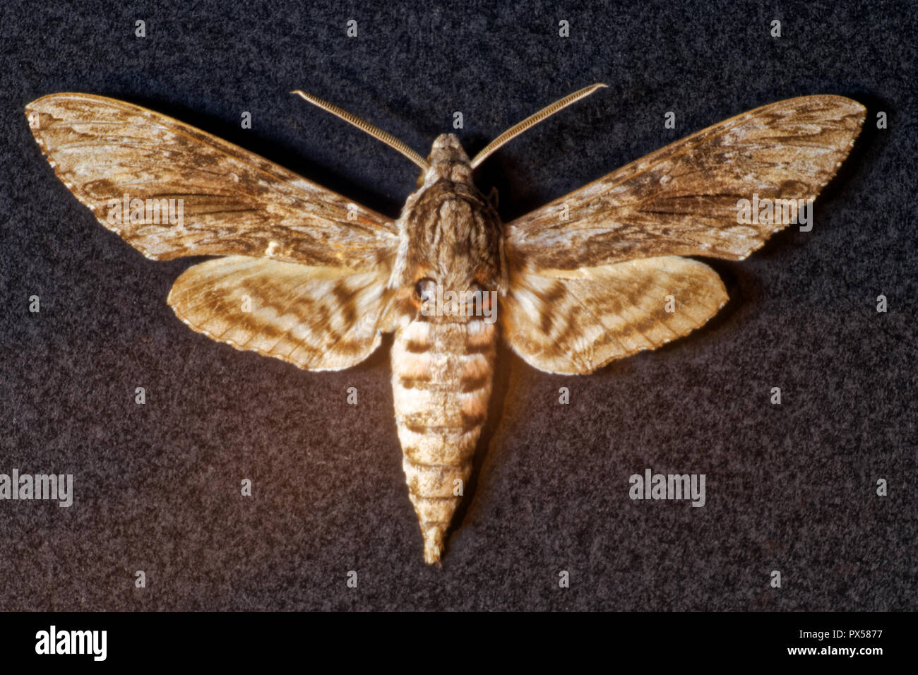 manduca butterfly