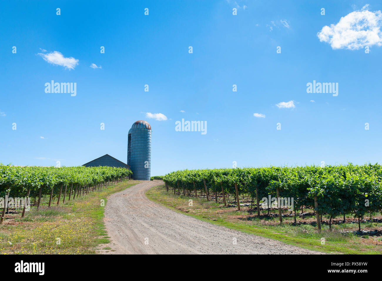 A dirt road with grape vines on either side leads to a silo under nearly cloudless sky. Stock Photo