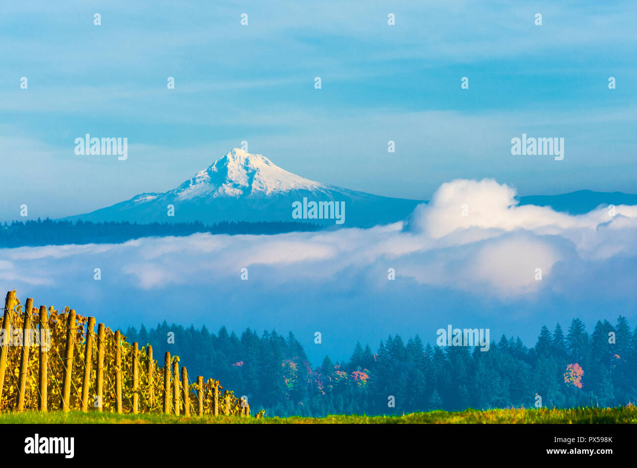 Mt. Hood is viewed above the fog from vineyards in Dundee Hills Wine Country Stock Photo