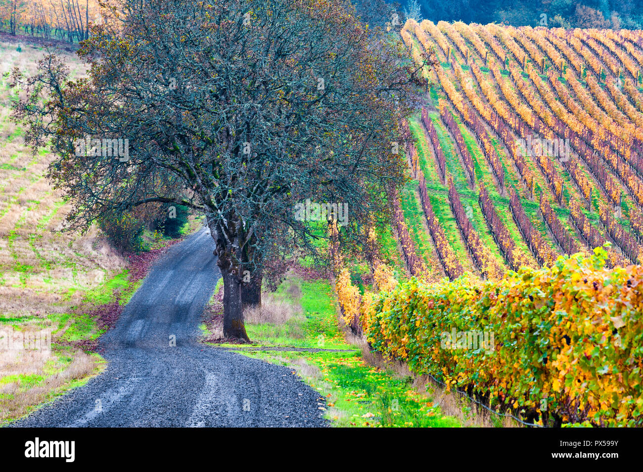 A gravel road travels along sige a vineyard in autumn colors covers the Dundee rolling hills in Dundee, Oregon. Stock Photo