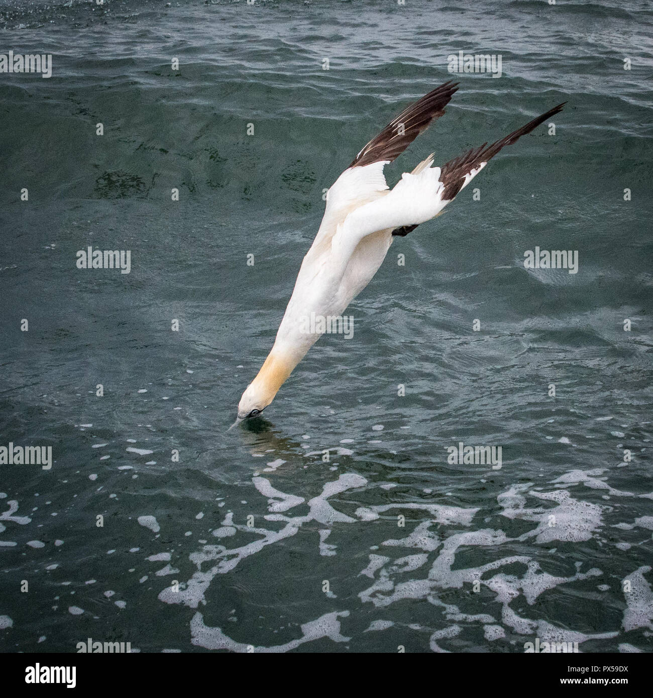 dive water hires stock photography and images Alamy