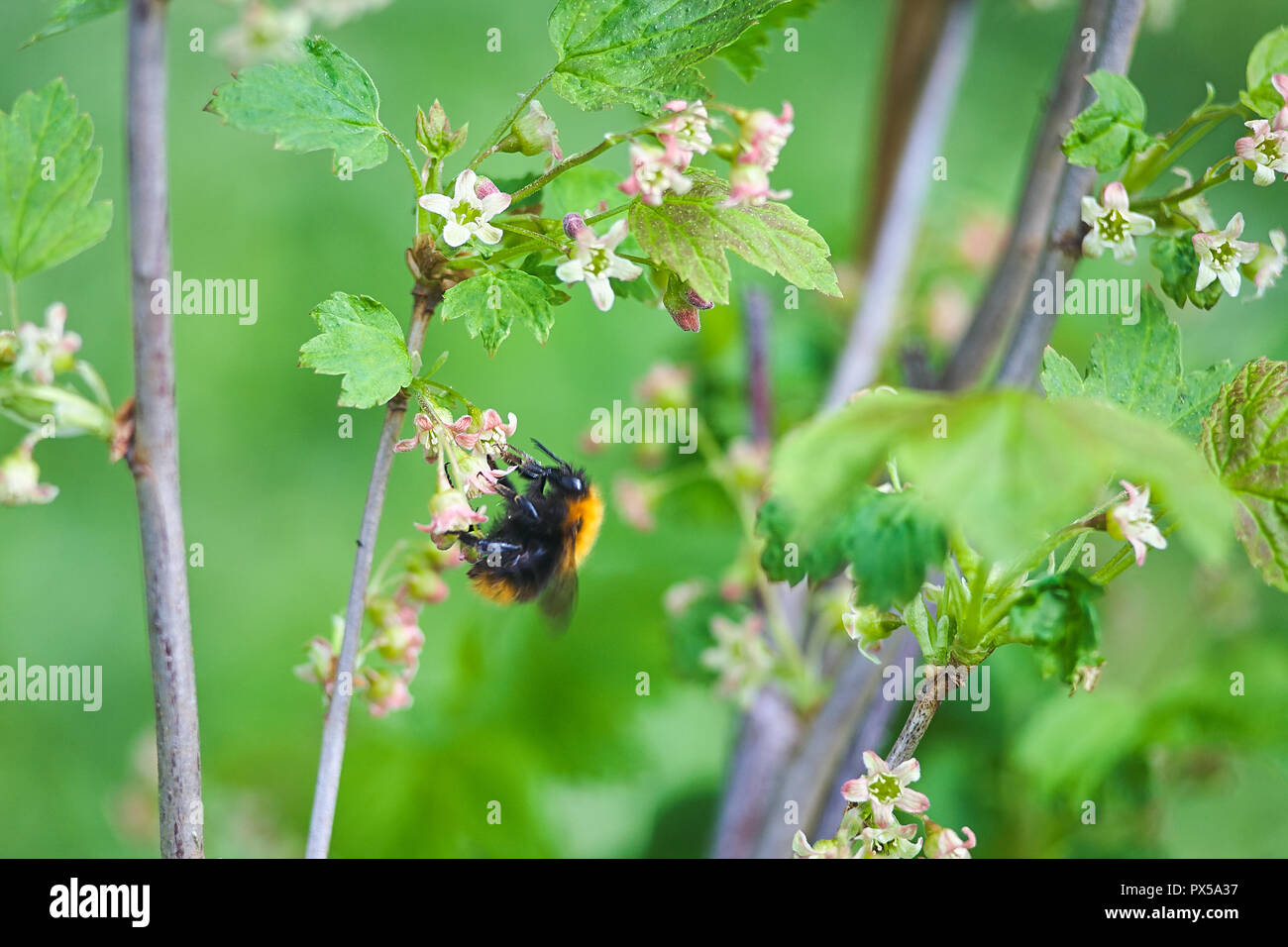 bumblebee and a big beautiful flower. flower pollination Stock Photo
