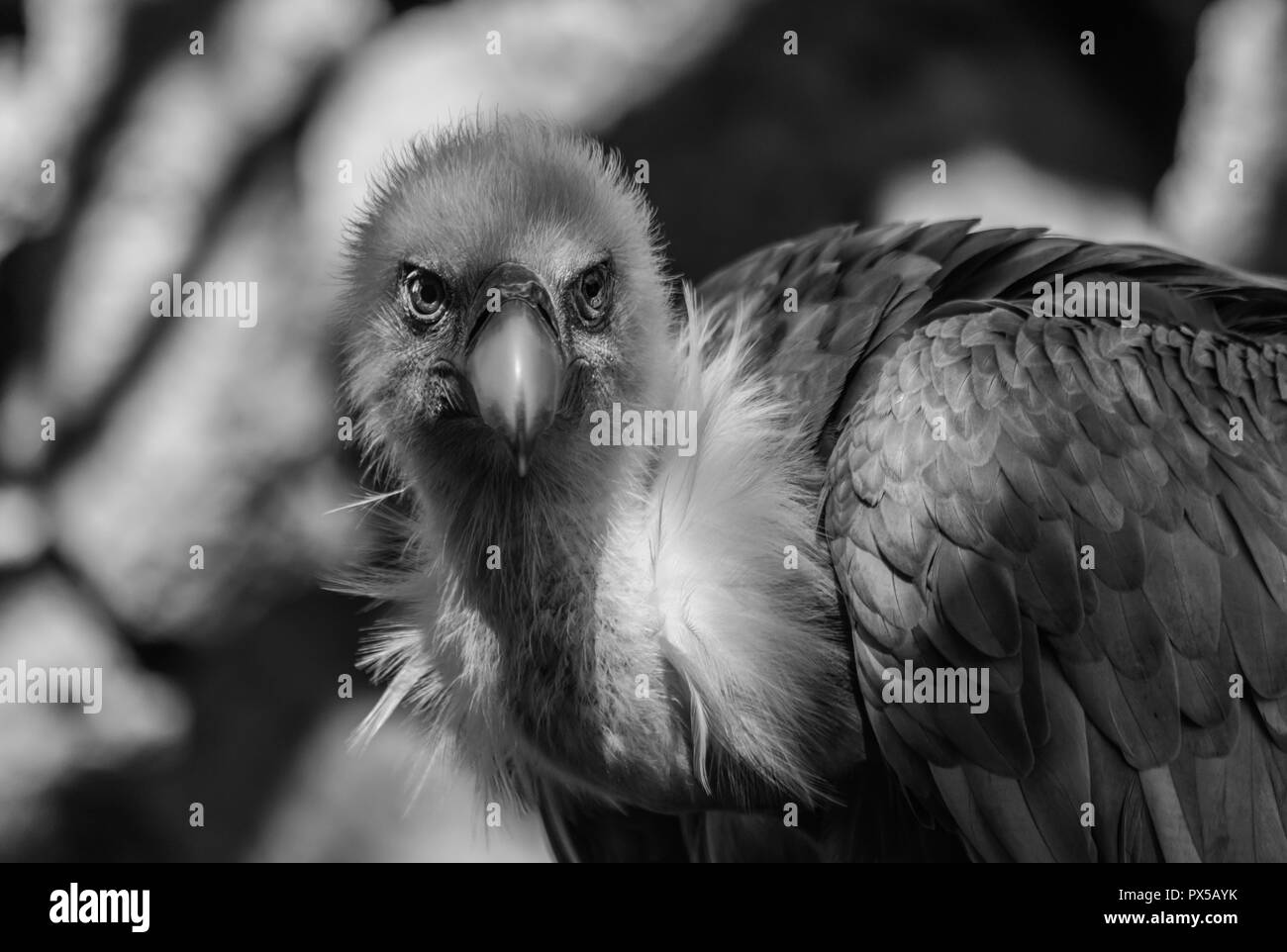 Black and white griffon vulture portrait (Gyps fulvus)with rocks background Stock Photo