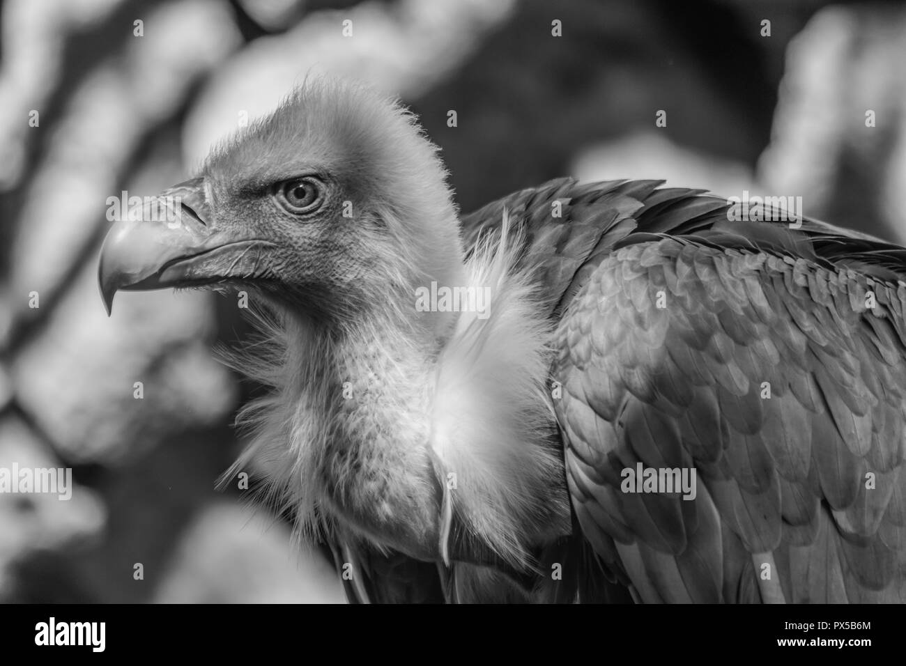 Black and white griffon vulture portrait (Gyps fulvus)with rocks background Stock Photo