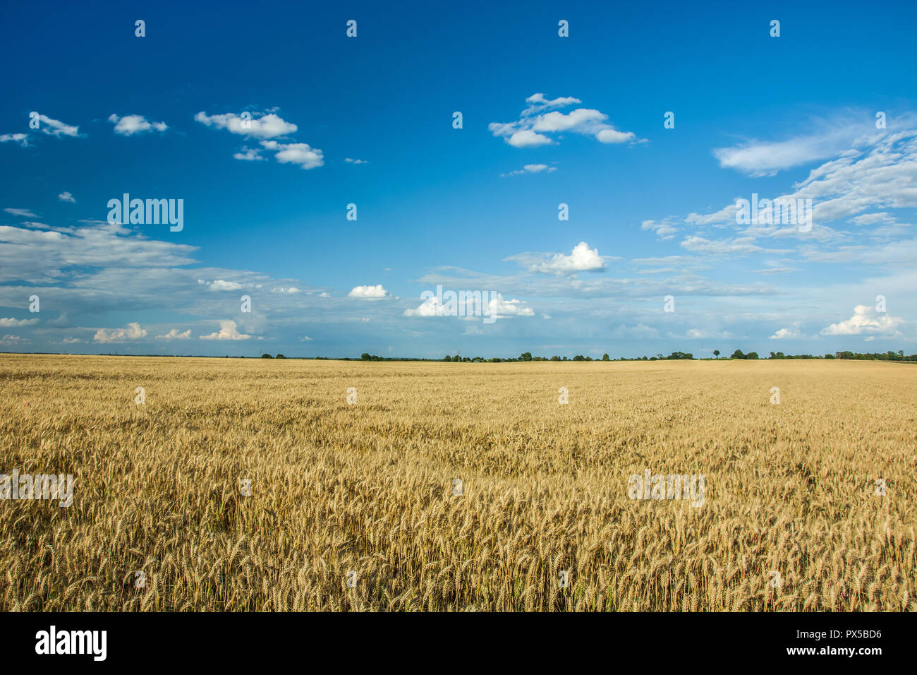 Wheat field and clouds in the sky Stock Photo - Alamy