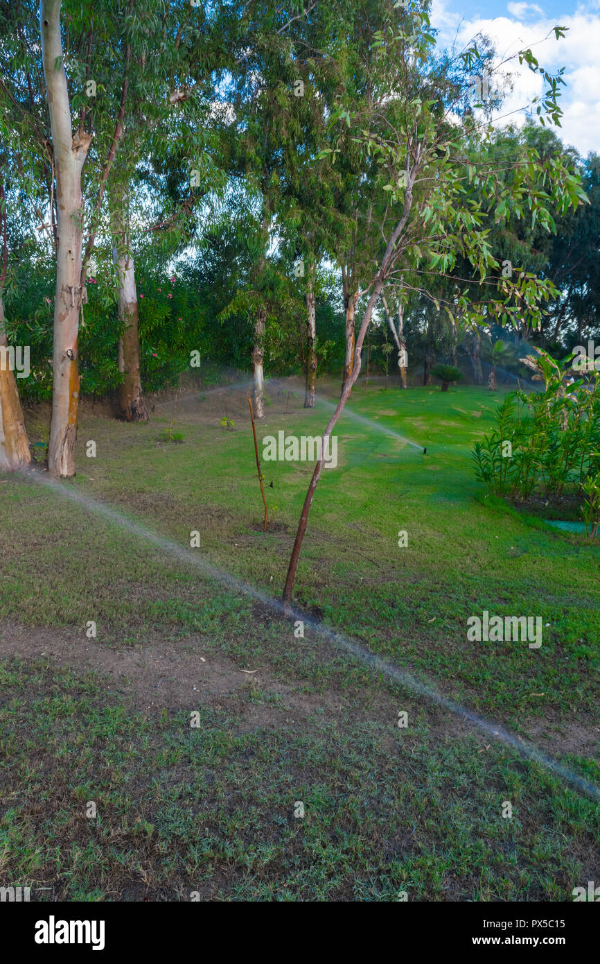 Sprinkler Irrigation system is watering the lawn park, palm, trees