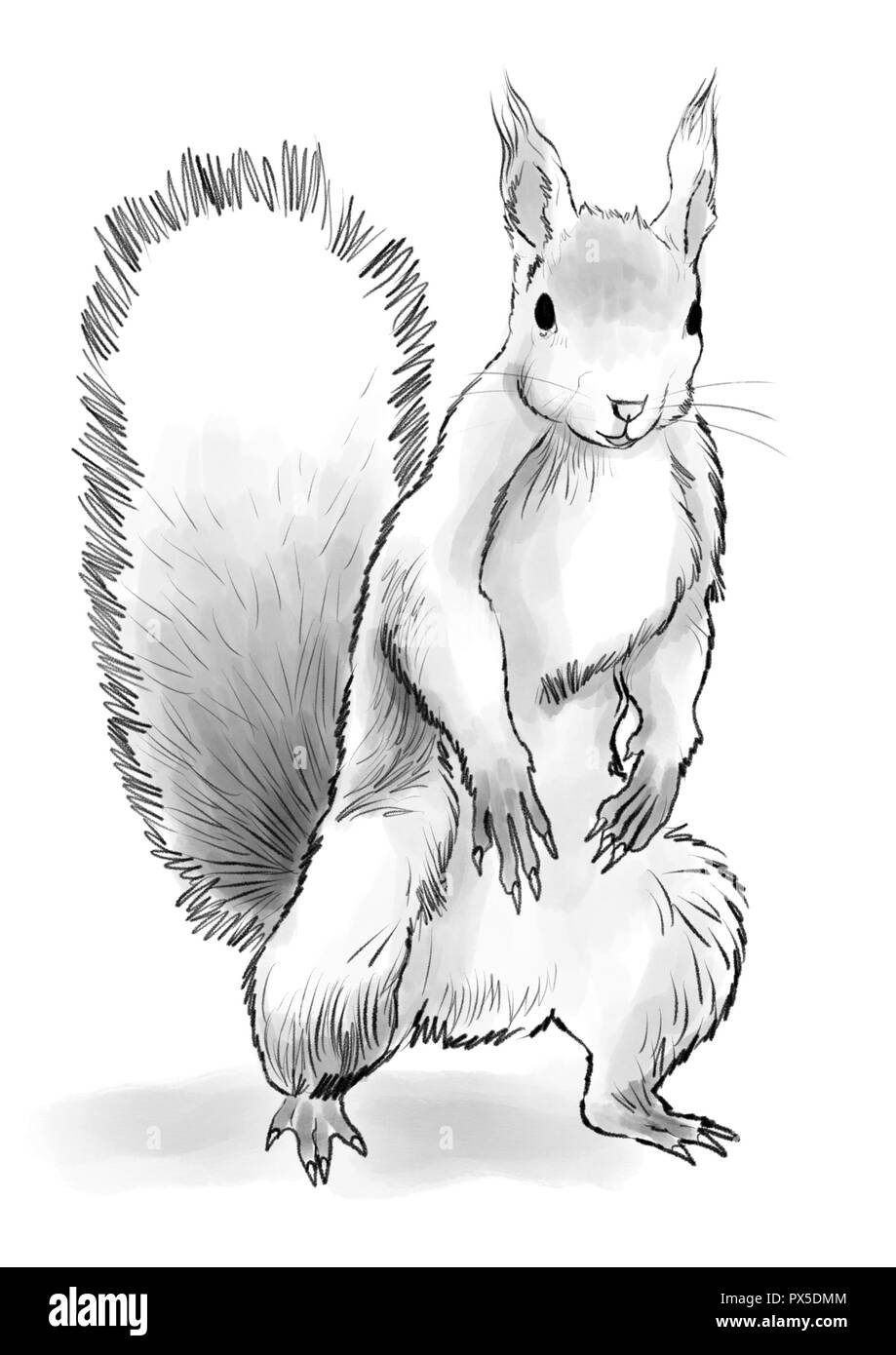 a cute squirrel illustration Stock Photo