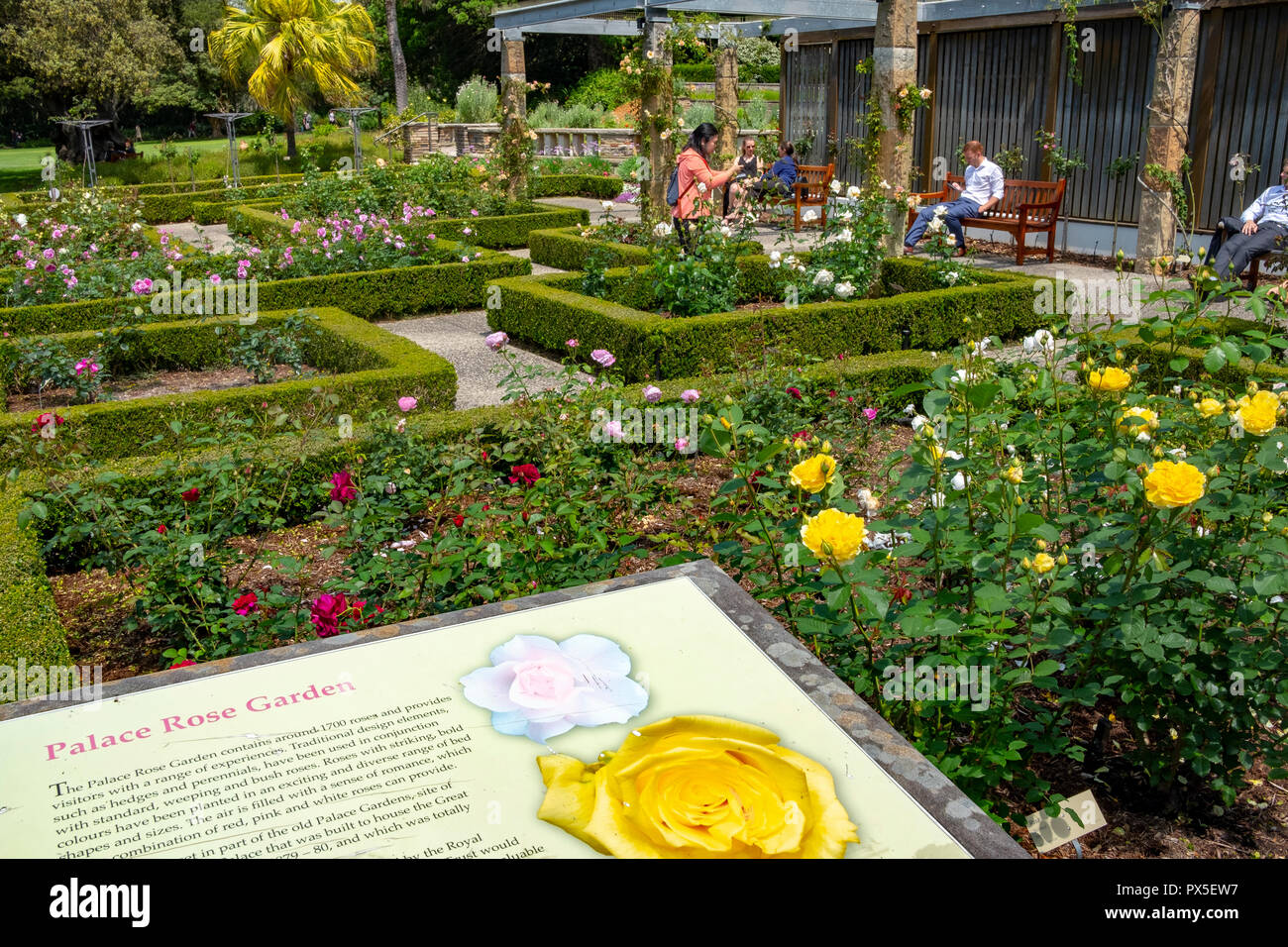Rose Garden and roses in Royal Botanic Garden,Sydney city centre,New