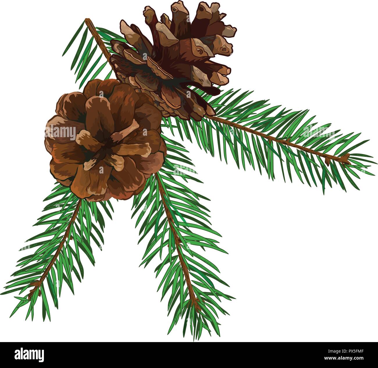 Fir tree branch with cone isolated on white background Stock Vector ...
