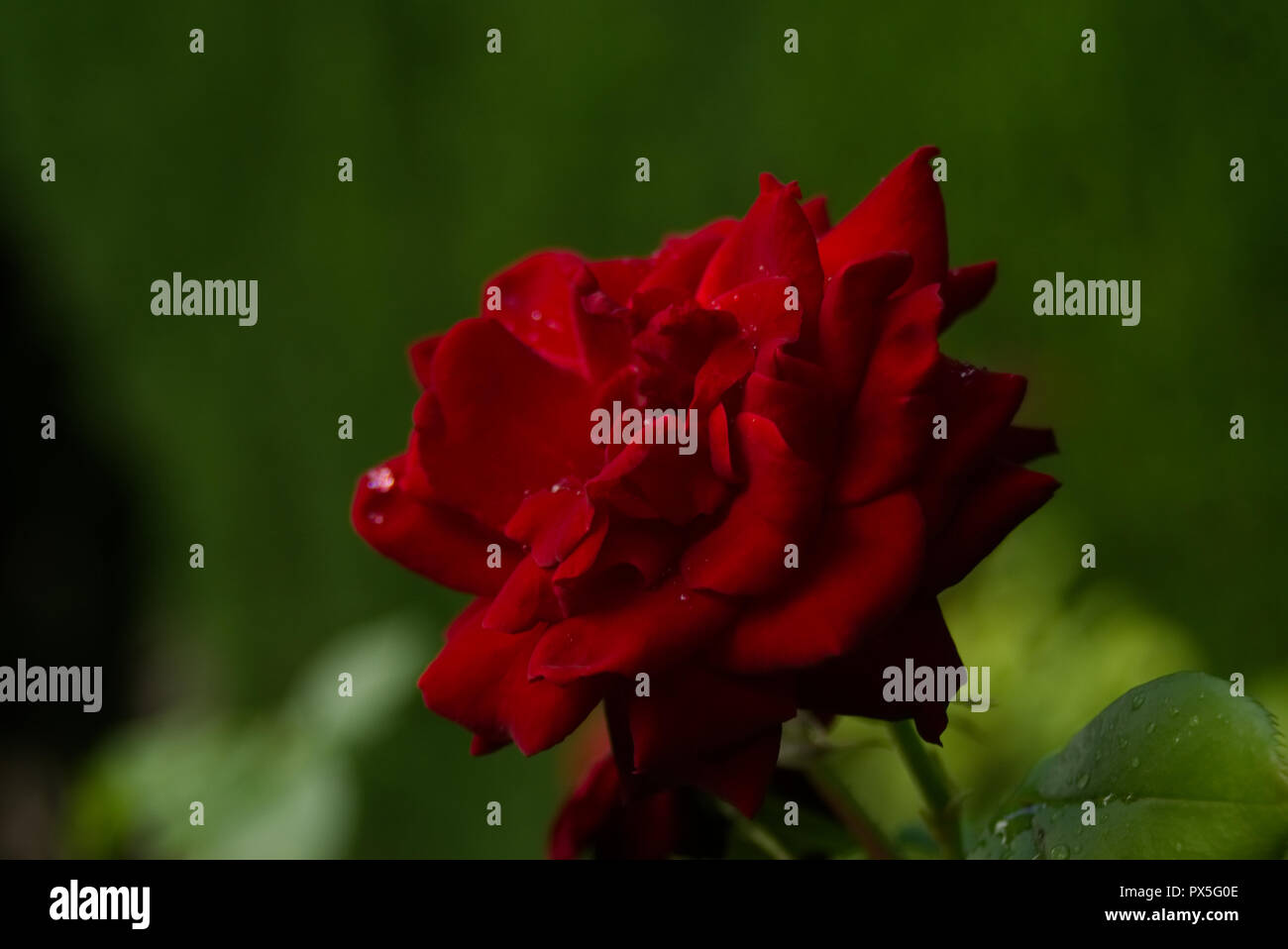 Beauty rose hi-res stock photography and images - Alamy