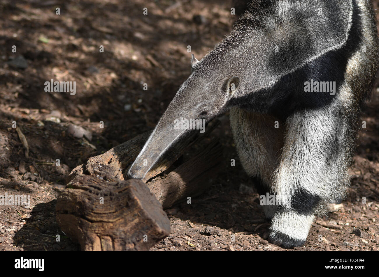 Giant Anteater Stock Photo