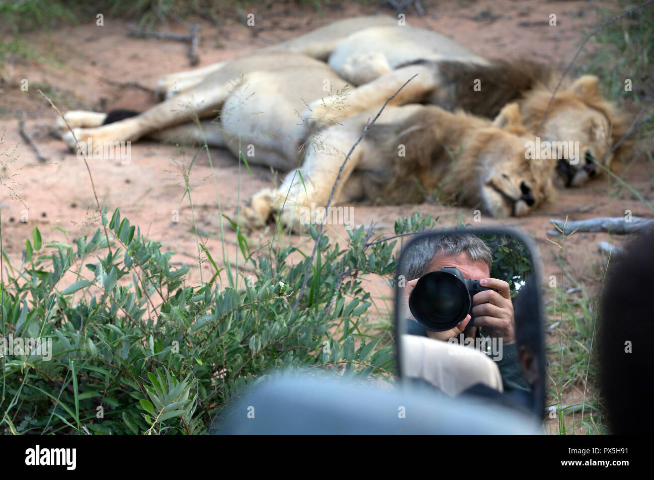 Kruger National Park.   Safari. Lion (Panthera leo). South Africa. Stock Photo
