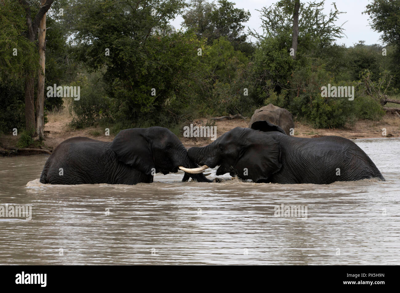 Kruger National Park.   African Elephants (Loxodonta africana) fignting in water. South Africa. Stock Photo