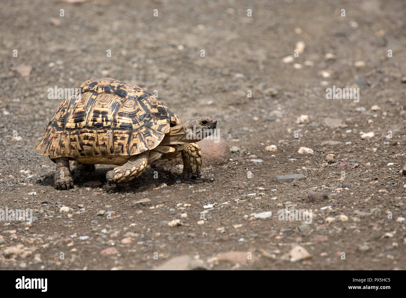 Kruger National Park. Turtle. South Africa Stock Photo Alamy