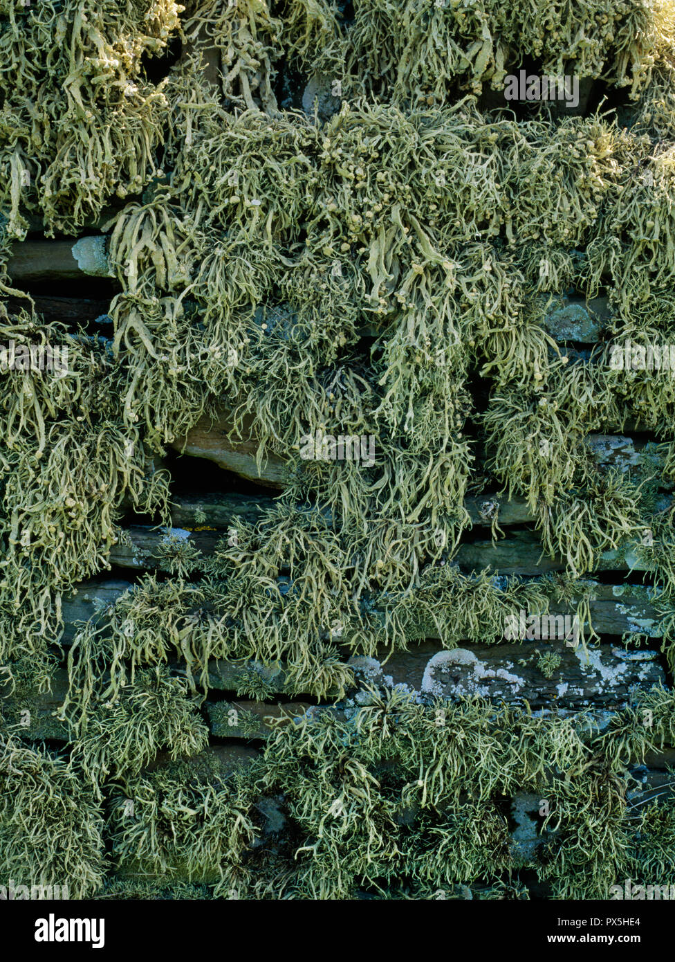 Lichen, Ramalina siliquosa (Sea Ivory), growing in shade on the north face of the south wall of the churchyard, Wyre, Orkney, Scotland. Stock Photo
